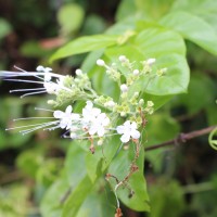 Glossocarya scandens (L.f.) Trimen